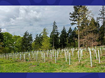 Half A Million Trees To Be Pla...